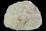 Lonchodomas (Ampyx) Trilobite - Morocco #105877-1